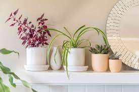 Buy Putting Plants Online for Home Decor