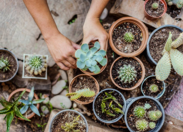 Cactus Plant For Home Decoration